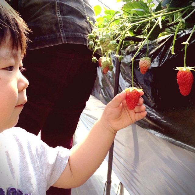 f:id:hawaiianberry:20140419142102j:plain f:id:hawaiianberry:20140419142102j:plain