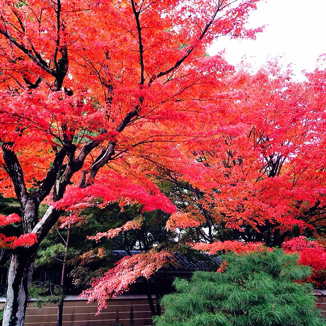 f:id:hawaiianberry:20141127131407j:plain f:id:hawaiianberry:20141127131407j:plain