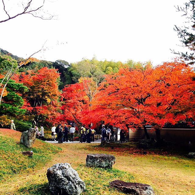 f:id:hawaiianberry:20141127131425j:plain f:id:hawaiianberry:20141127131425j:plain