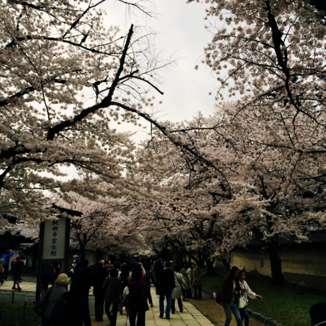 f:id:hawaiianberry:20150408093405j:plain f:id:hawaiianberry:20150408093405j:plain