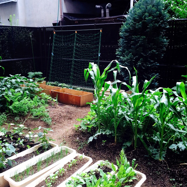 f:id:hawaiianberry:20150709224739j:image f:id:hawaiianberry:20150709224739j:image