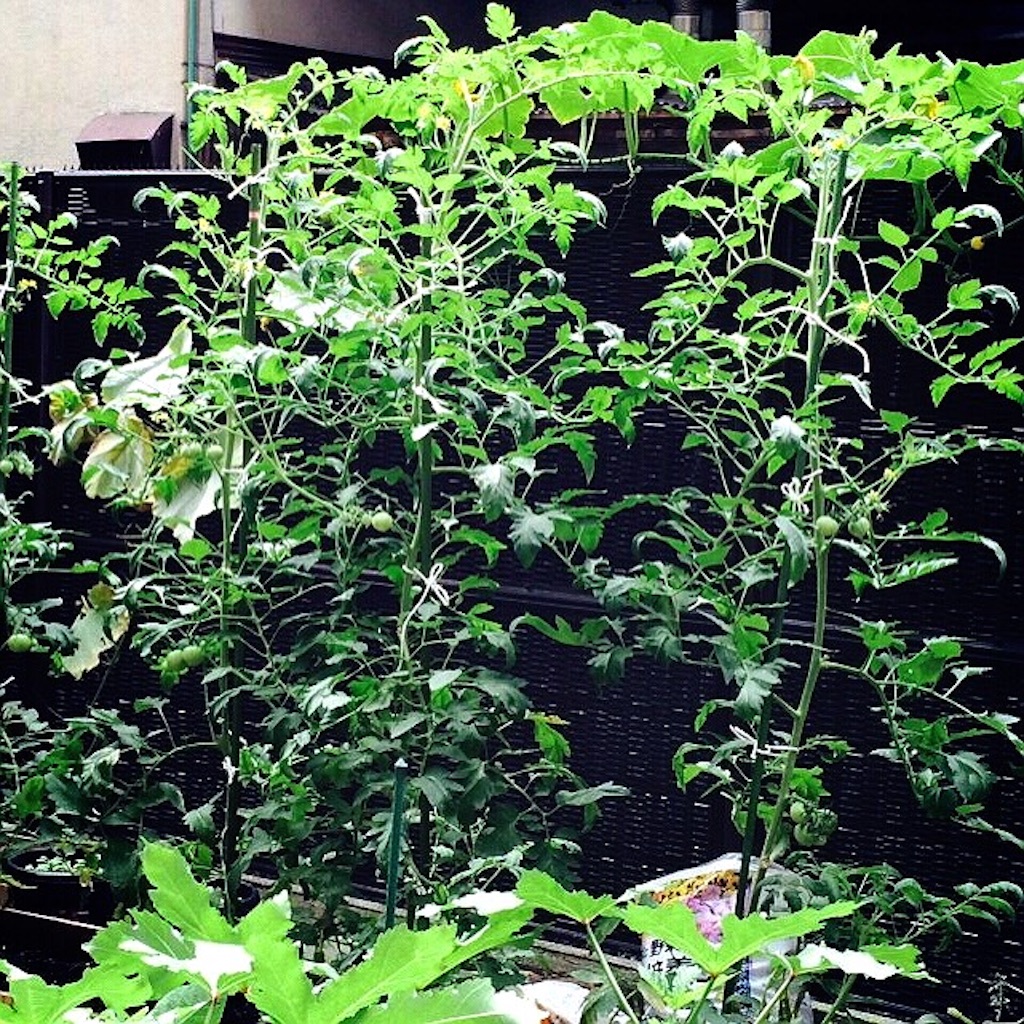 f:id:hawaiianberry:20150720213454j:image f:id:hawaiianberry:20150720213454j:image