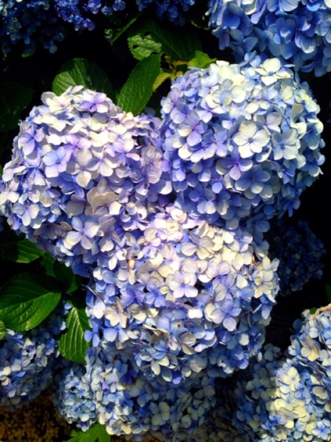 f:id:hayachi0124kurochan:20150629083825j:image f:id:hayachi0124kurochan:20150629083825j:image