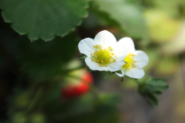 f:id:hdk-kashiwa:20110514103448j:image:w360 f:id:hdk-kashiwa:20110514103448j:image:w360