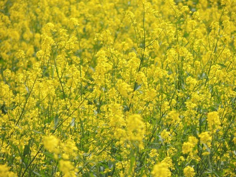 f:id:heartnavigator:20150428193326j:plain f:id:heartnavigator:20150428193326j:plain