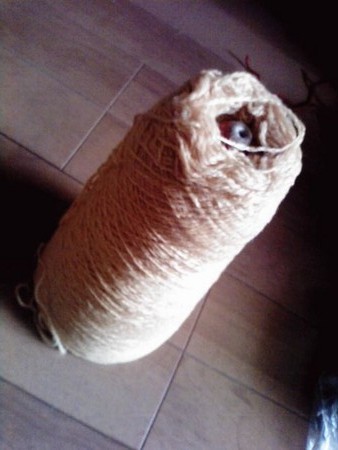 f:id:heavenknows:20080321165742j:image:w100 f:id:heavenknows:20080321165742j:image:w100