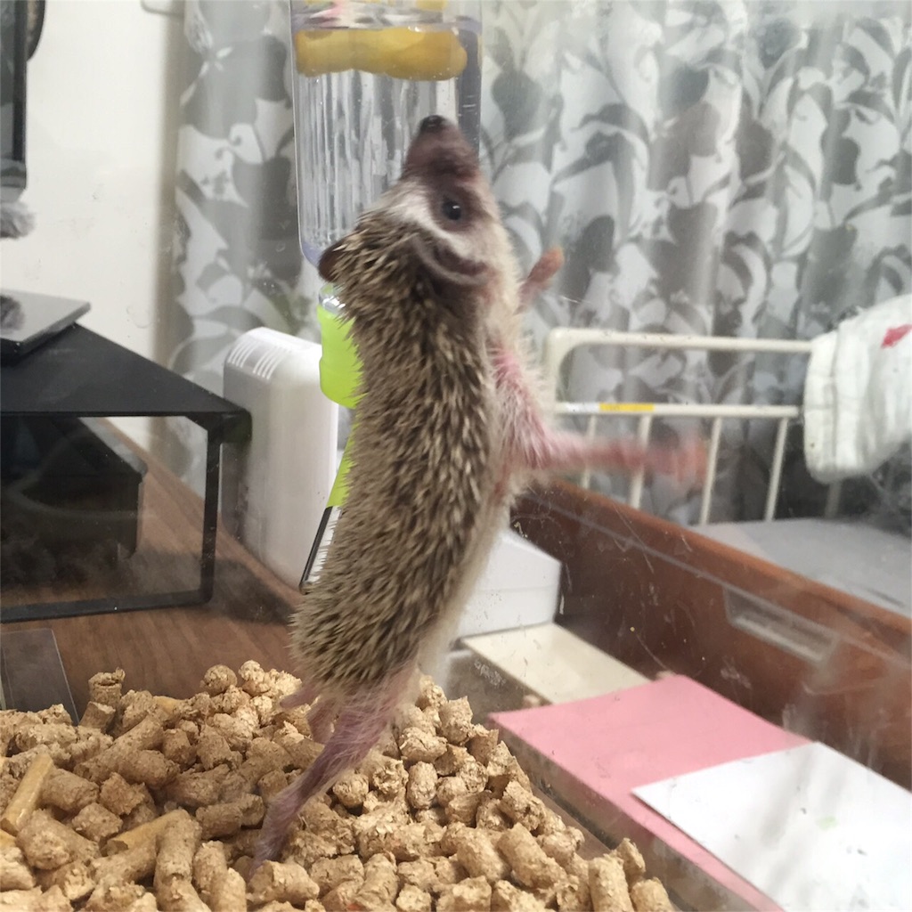 f:id:hedgehog_chacha:20150926214554j:image f:id:hedgehog_chacha:20150926214554j:image