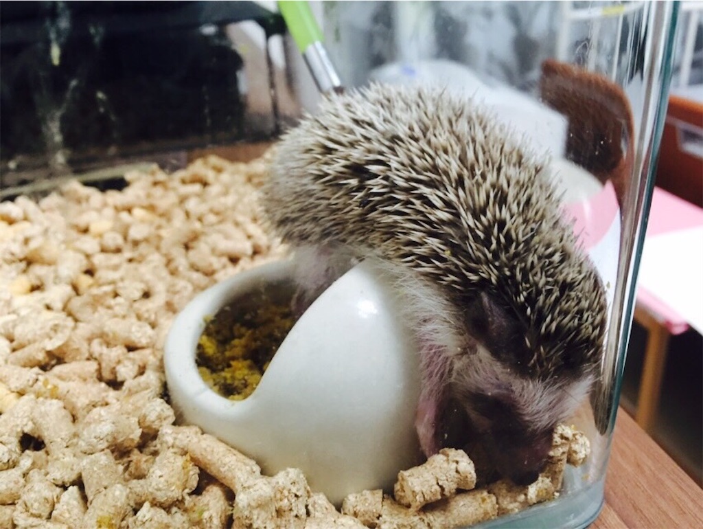 f:id:hedgehog_chacha:20150926214715j:image f:id:hedgehog_chacha:20150926214715j:image