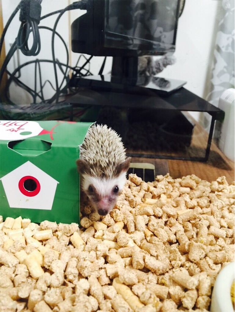 f:id:hedgehog_chacha:20150926221202j:image f:id:hedgehog_chacha:20150926221202j:image