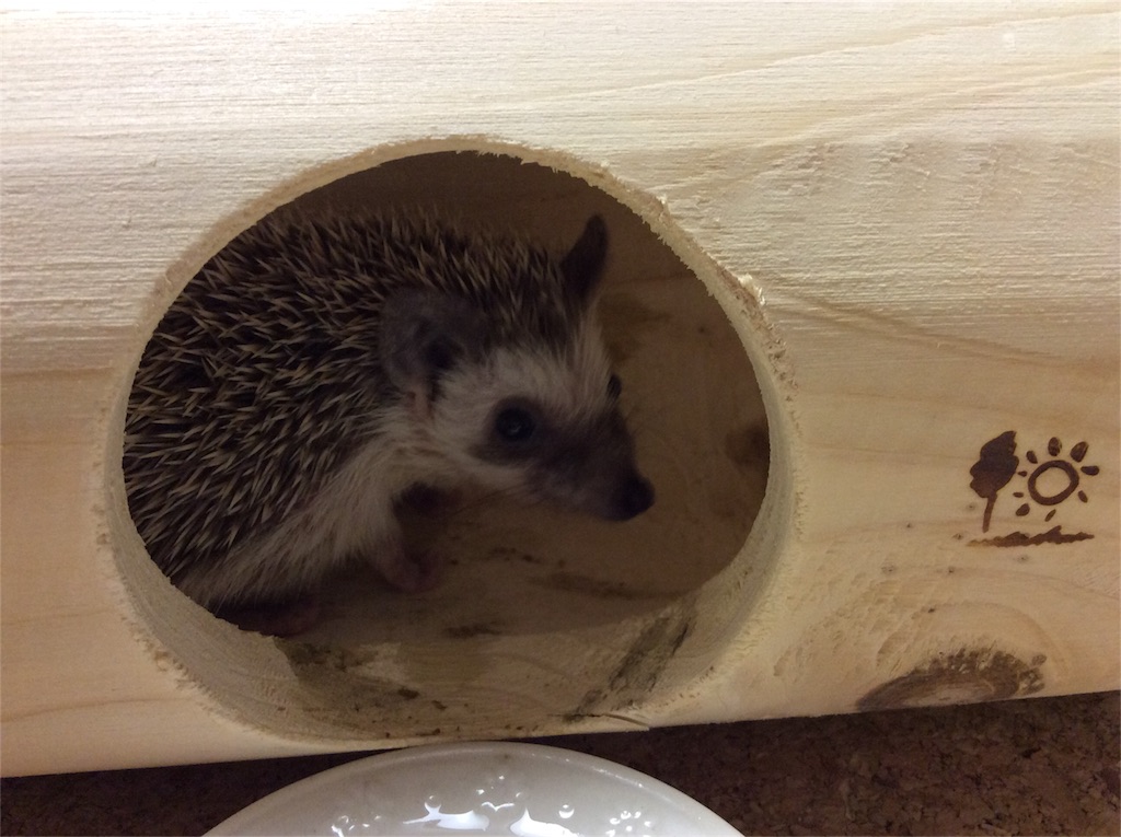 f:id:hedgehog_chacha:20151002134140j:image f:id:hedgehog_chacha:20151002134140j:image