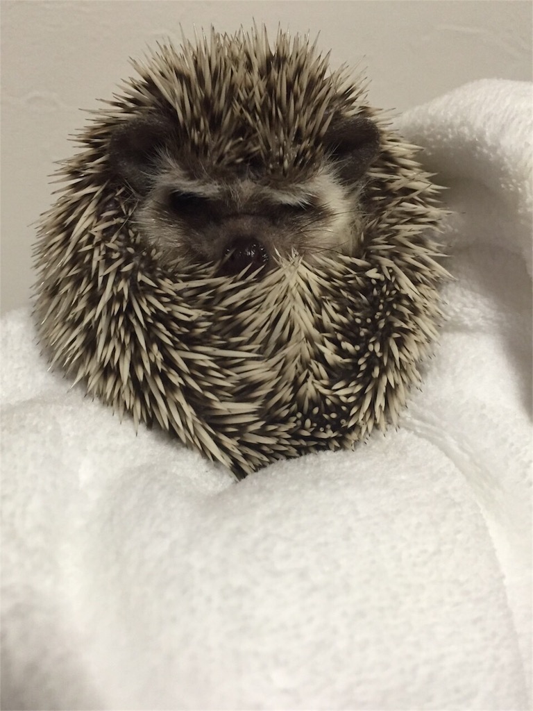 f:id:hedgehog_chacha:20151029162244j:image f:id:hedgehog_chacha:20151029162244j:image