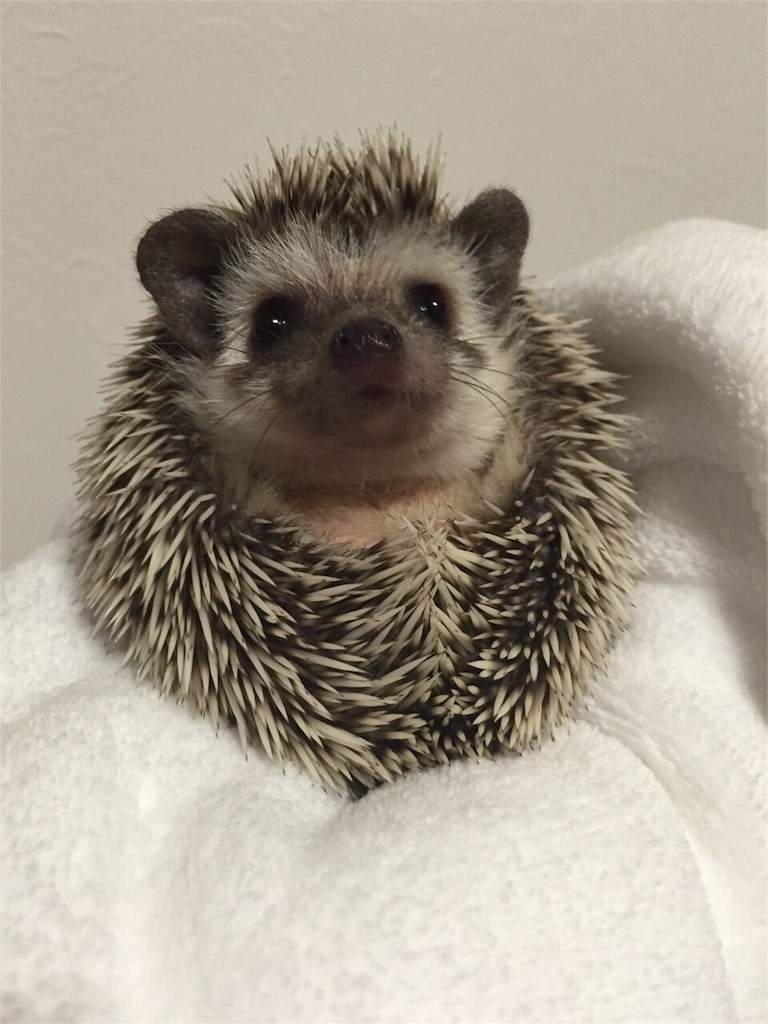 f:id:hedgehog_chacha:20151029162641j:image f:id:hedgehog_chacha:20151029162641j:image