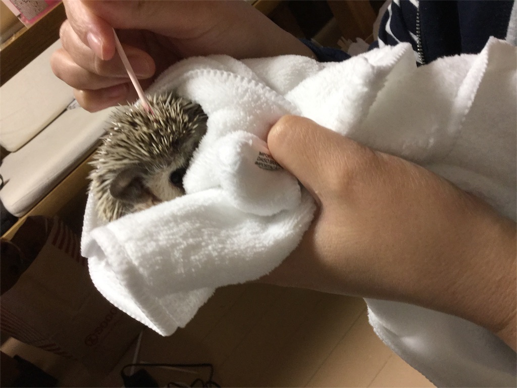 f:id:hedgehog_chacha:20151029162801j:image f:id:hedgehog_chacha:20151029162801j:image