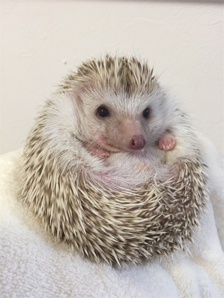 f:id:hedgehog_chacha:20151104225957j:image f:id:hedgehog_chacha:20151104225957j:image