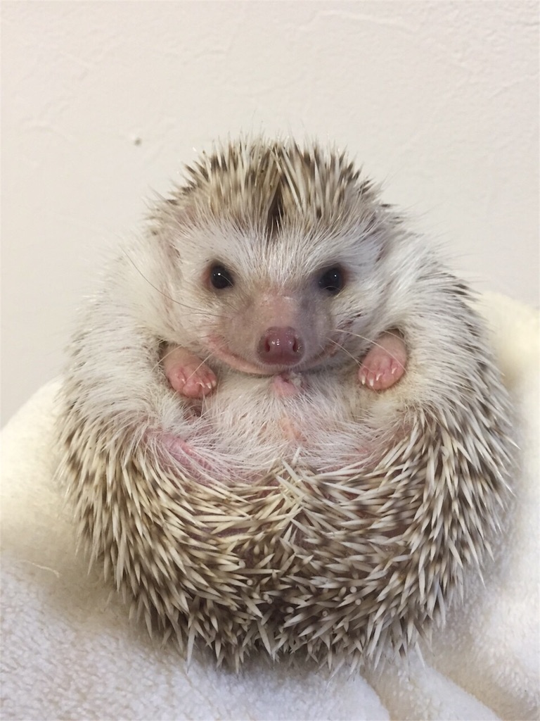 f:id:hedgehog_chacha:20151104230103j:image f:id:hedgehog_chacha:20151104230103j:image