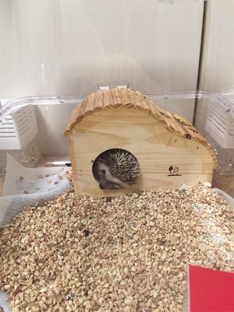 f:id:hedgehog_chacha:20151113171907j:image f:id:hedgehog_chacha:20151113171907j:image