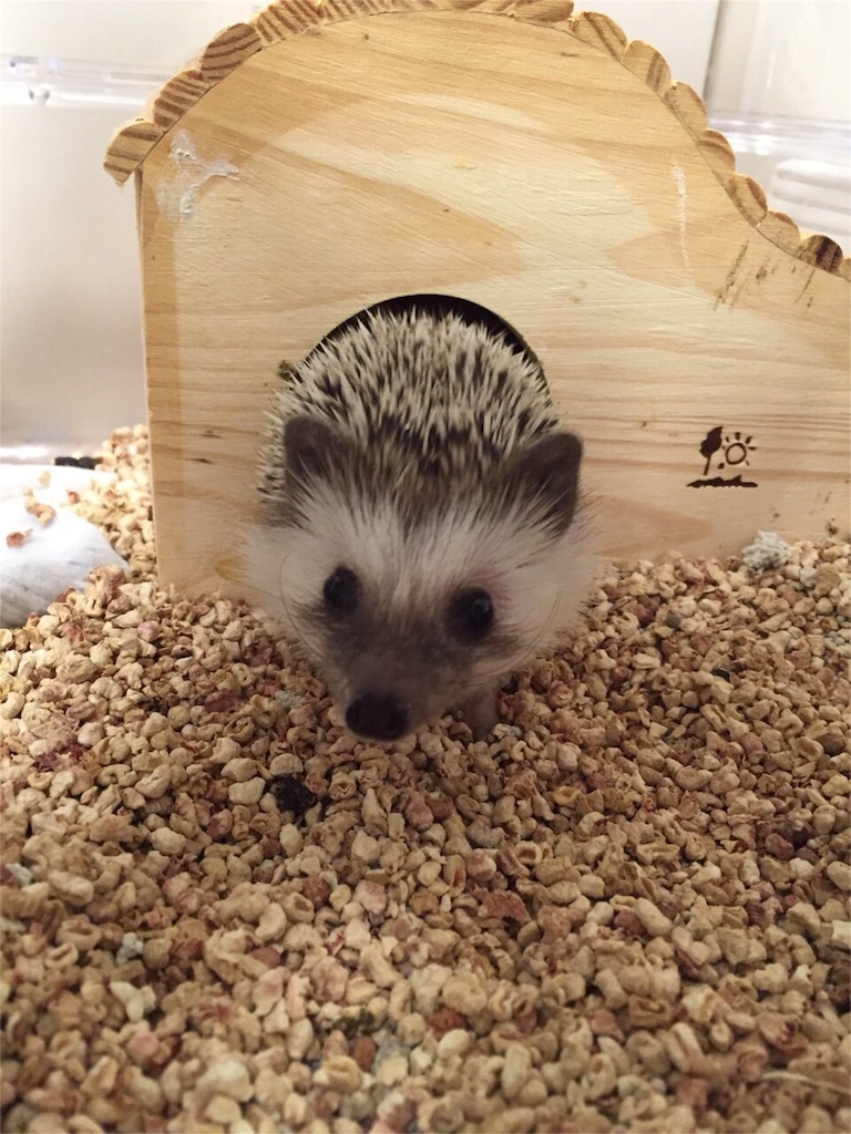f:id:hedgehog_chacha:20151113172100j:image f:id:hedgehog_chacha:20151113172100j:image