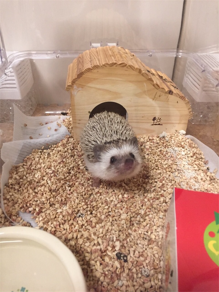 f:id:hedgehog_chacha:20151113175318j:image f:id:hedgehog_chacha:20151113175318j:image