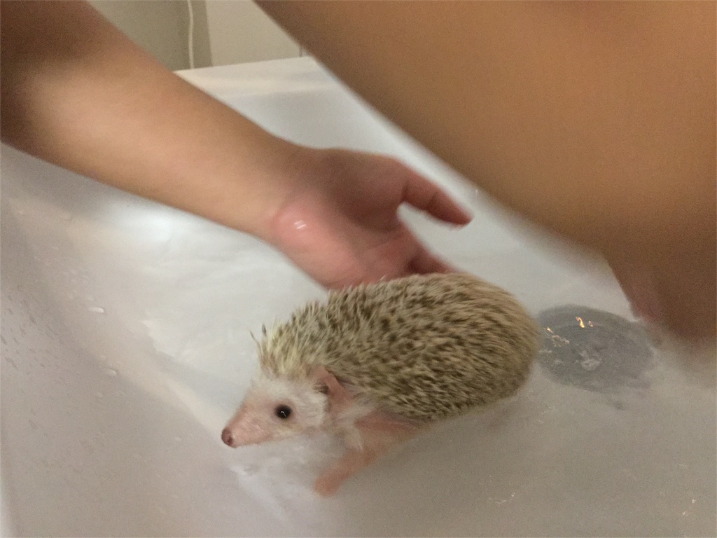 f:id:hedgehog_chacha:20151115202307j:image f:id:hedgehog_chacha:20151115202307j:image