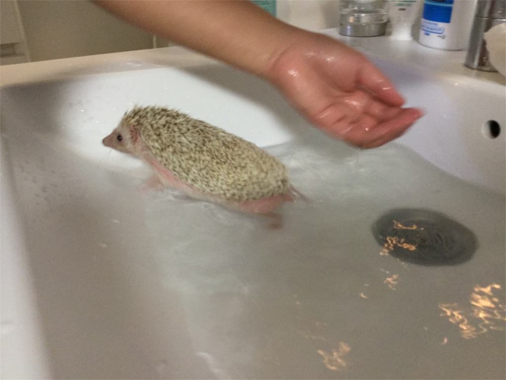 f:id:hedgehog_chacha:20151115202354j:image f:id:hedgehog_chacha:20151115202354j:image