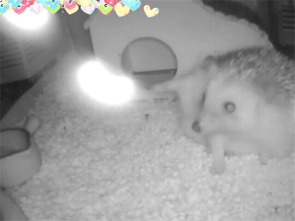 f:id:hedgehog_chacha:20151121161320j:image f:id:hedgehog_chacha:20151121161320j:image