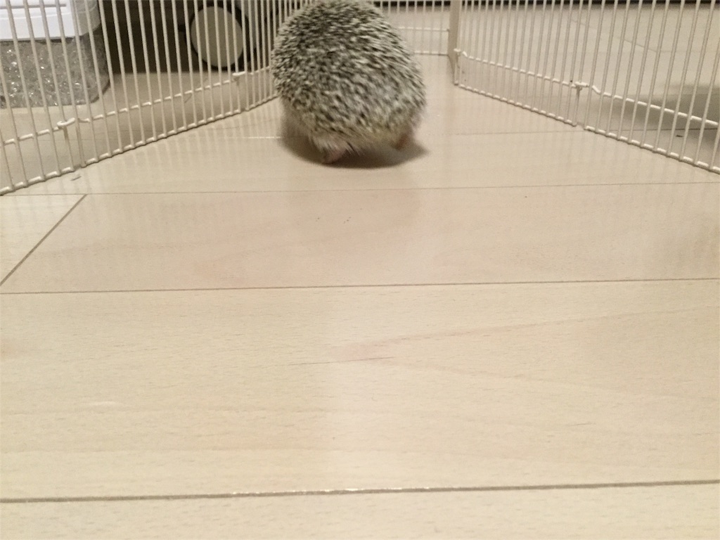 f:id:hedgehog_chacha:20151207234016j:image f:id:hedgehog_chacha:20151207234016j:image