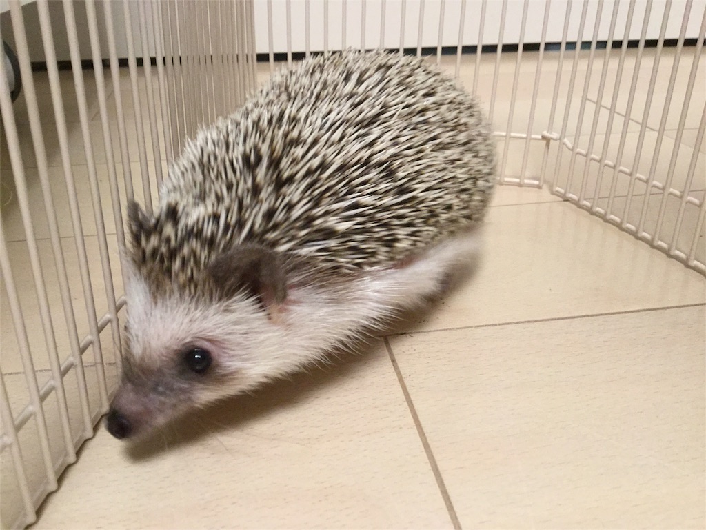 f:id:hedgehog_chacha:20151210071034j:image f:id:hedgehog_chacha:20151210071034j:image