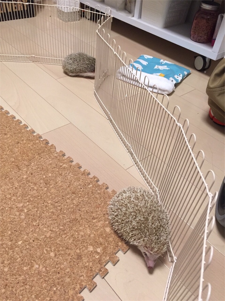 f:id:hedgehog_chacha:20151211174343j:image f:id:hedgehog_chacha:20151211174343j:image