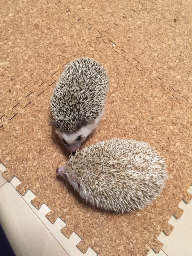 f:id:hedgehog_chacha:20151211174715j:image f:id:hedgehog_chacha:20151211174715j:image