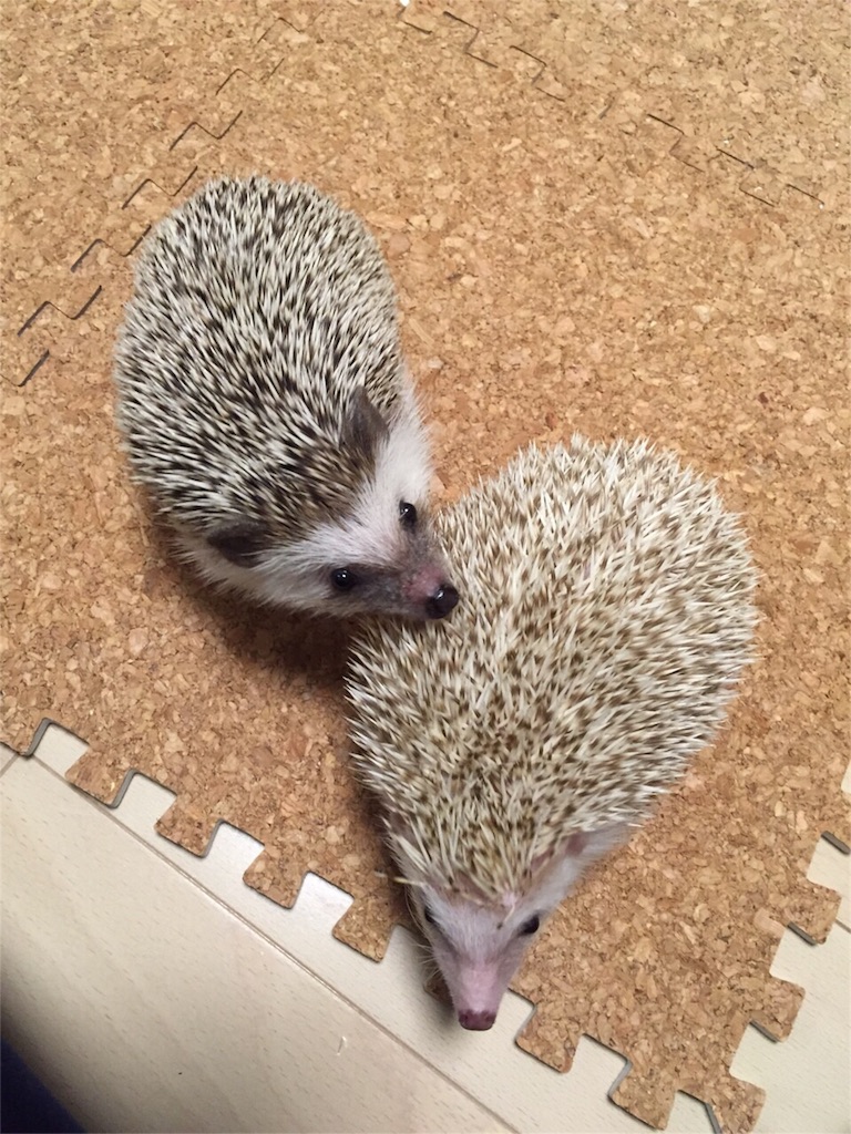f:id:hedgehog_chacha:20151211175235j:image f:id:hedgehog_chacha:20151211175235j:image