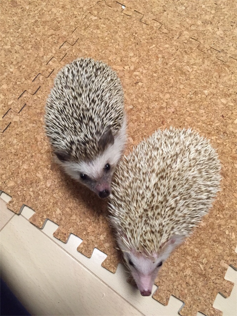 f:id:hedgehog_chacha:20151211175325j:image f:id:hedgehog_chacha:20151211175325j:image