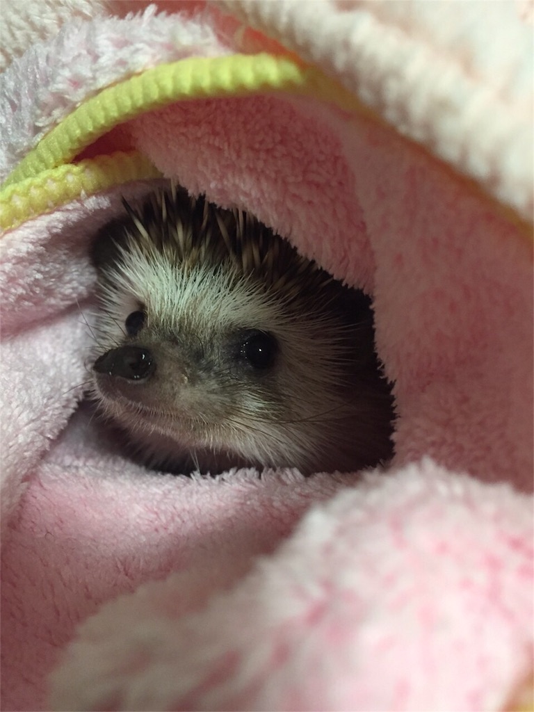 f:id:hedgehog_chacha:20151211190030j:image f:id:hedgehog_chacha:20151211190030j:image