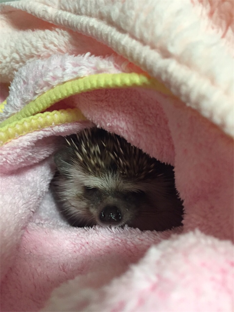 f:id:hedgehog_chacha:20151211190130j:image f:id:hedgehog_chacha:20151211190130j:image
