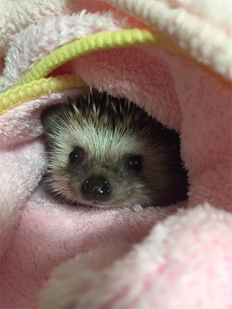 f:id:hedgehog_chacha:20151211190406j:image f:id:hedgehog_chacha:20151211190406j:image