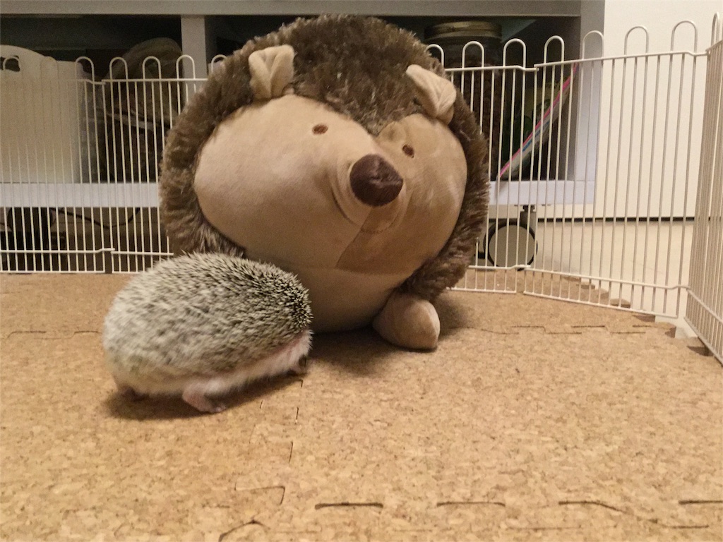 f:id:hedgehog_chacha:20151218121332j:image f:id:hedgehog_chacha:20151218121332j:image