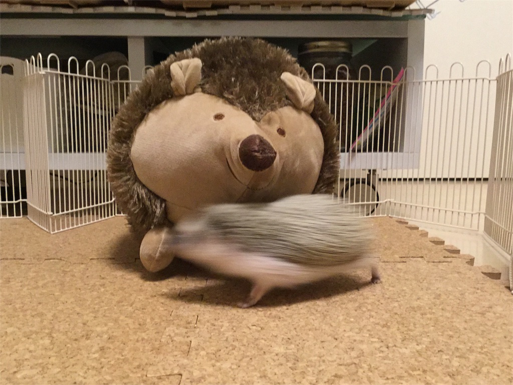 f:id:hedgehog_chacha:20151218121423j:image f:id:hedgehog_chacha:20151218121423j:image