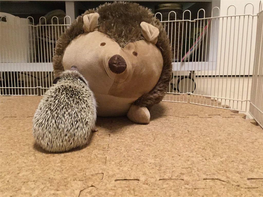 f:id:hedgehog_chacha:20151218122729j:image f:id:hedgehog_chacha:20151218122729j:image