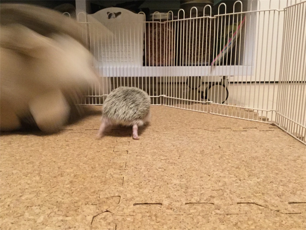 f:id:hedgehog_chacha:20151218123309j:image f:id:hedgehog_chacha:20151218123309j:image