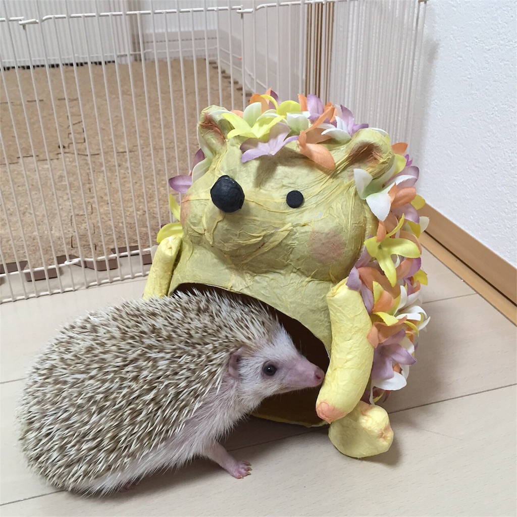 f:id:hedgehog_chacha:20151229230852j:image f:id:hedgehog_chacha:20151229230852j:image