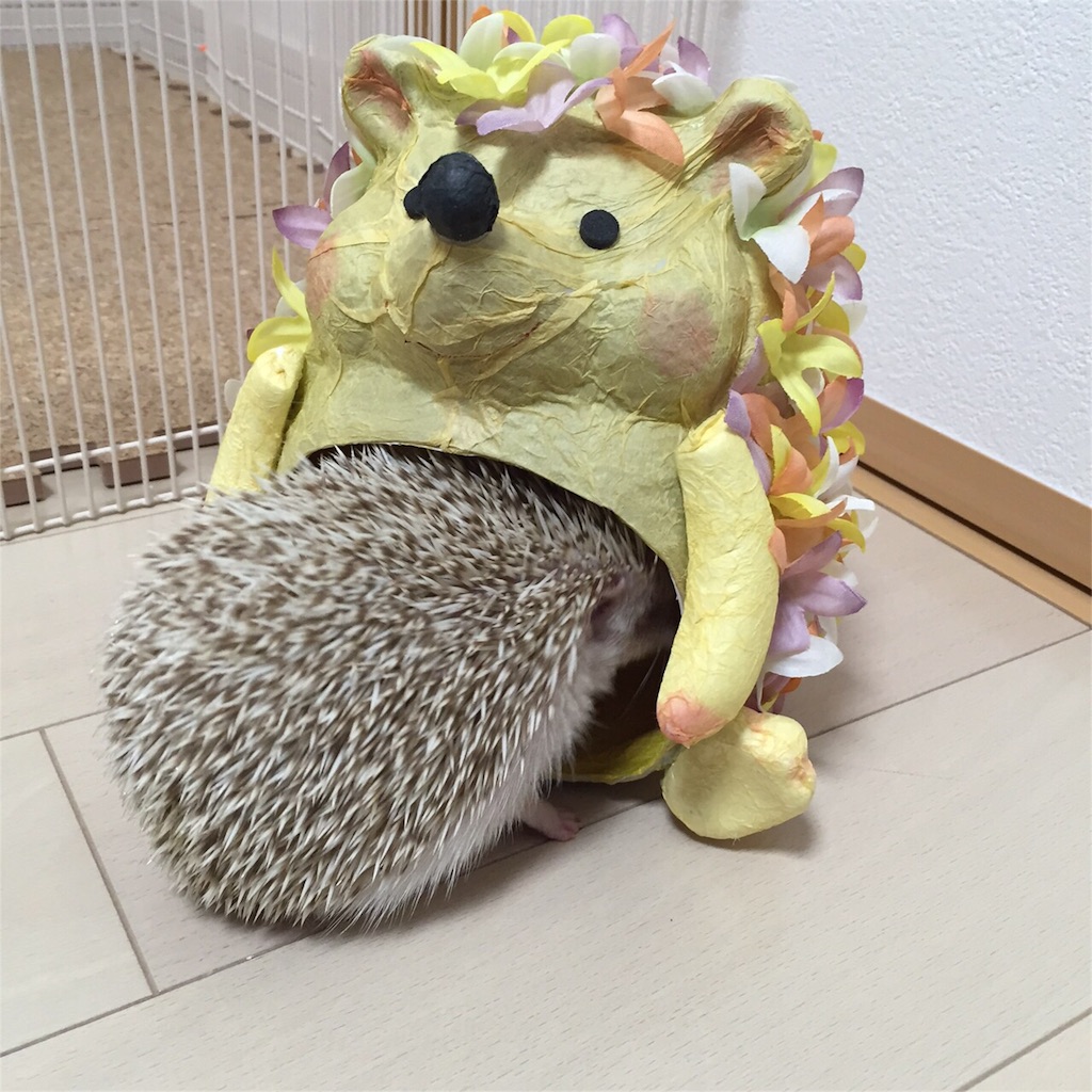 f:id:hedgehog_chacha:20151229231029j:image f:id:hedgehog_chacha:20151229231029j:image