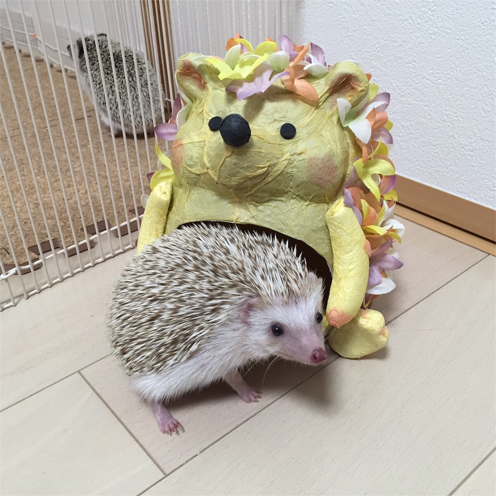 f:id:hedgehog_chacha:20151229231334j:image f:id:hedgehog_chacha:20151229231334j:image