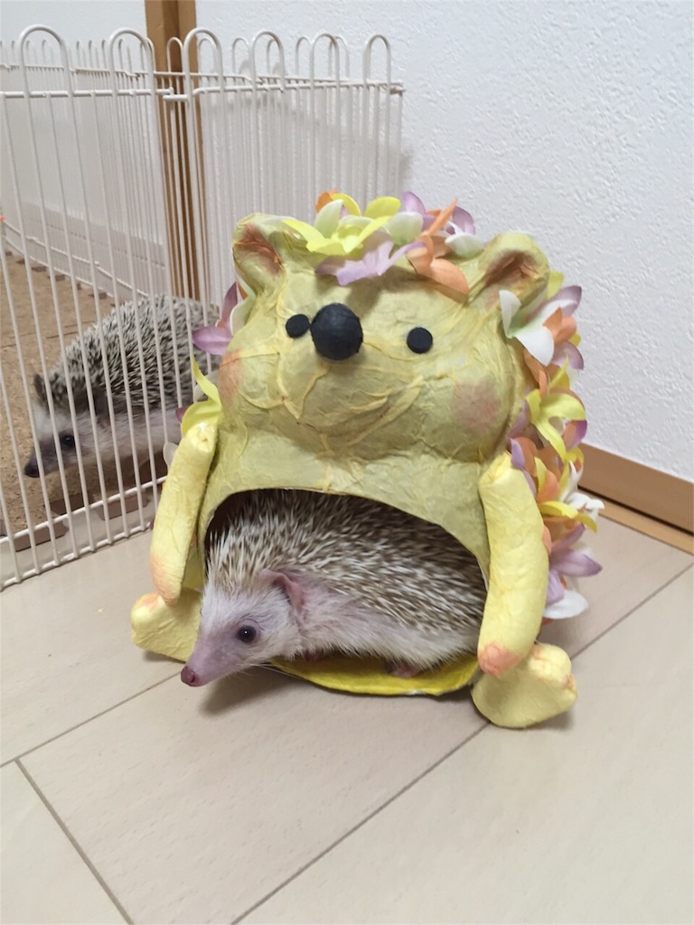 f:id:hedgehog_chacha:20151229231636j:image f:id:hedgehog_chacha:20151229231636j:image