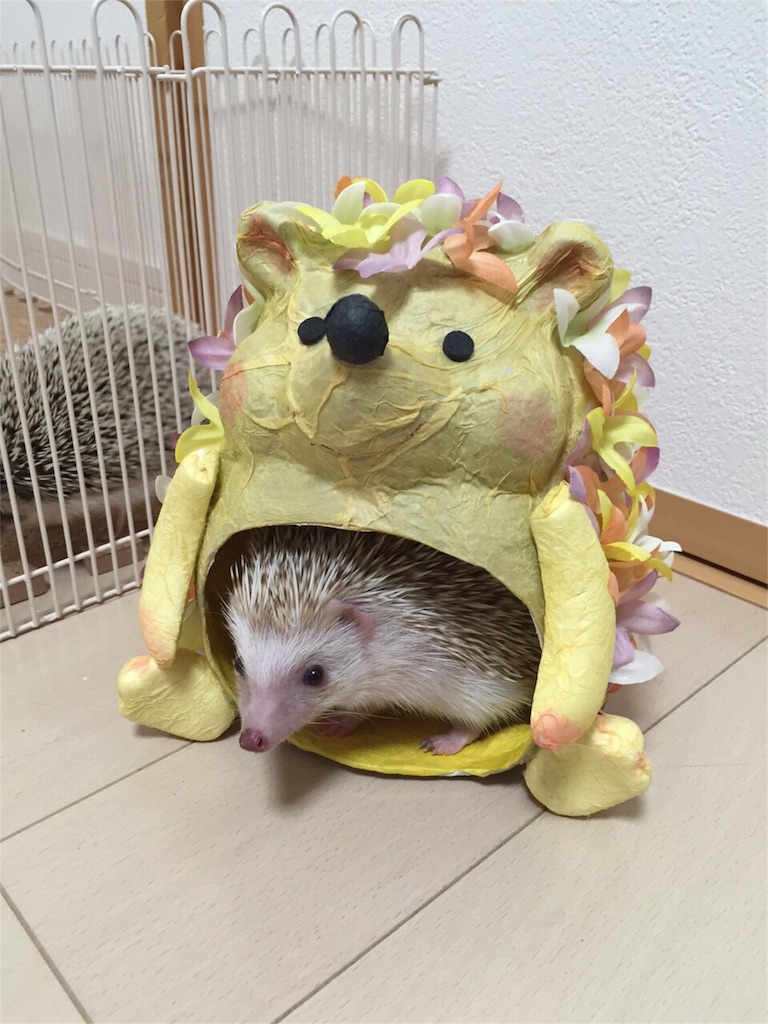 f:id:hedgehog_chacha:20151229231711j:image f:id:hedgehog_chacha:20151229231711j:image