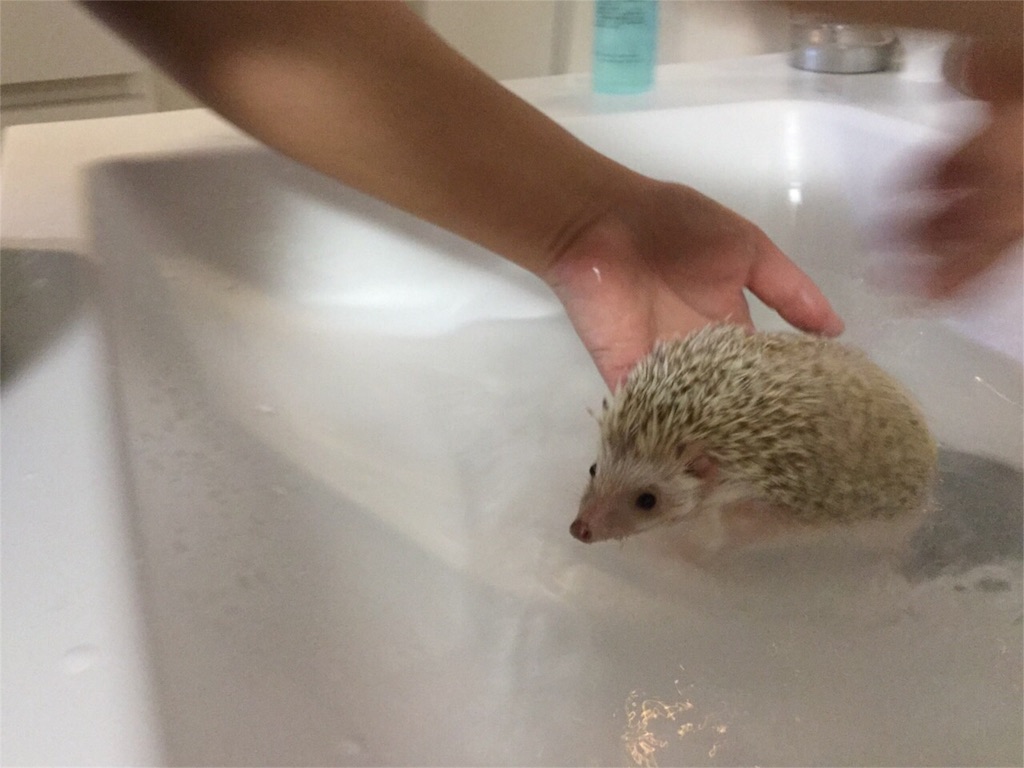f:id:hedgehog_chacha:20151230170202j:image f:id:hedgehog_chacha:20151230170202j:image