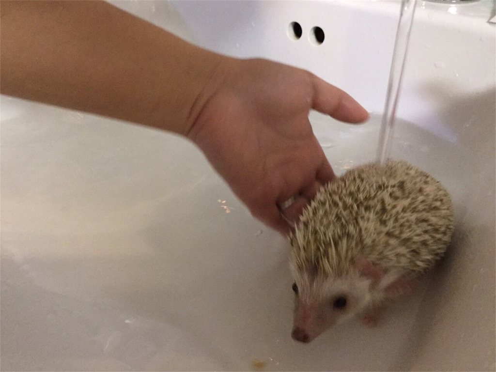 f:id:hedgehog_chacha:20151230170229j:image f:id:hedgehog_chacha:20151230170229j:image