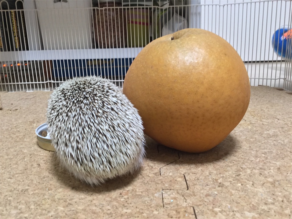 f:id:hedgehog_chacha:20160119175117j:image f:id:hedgehog_chacha:20160119175117j:image