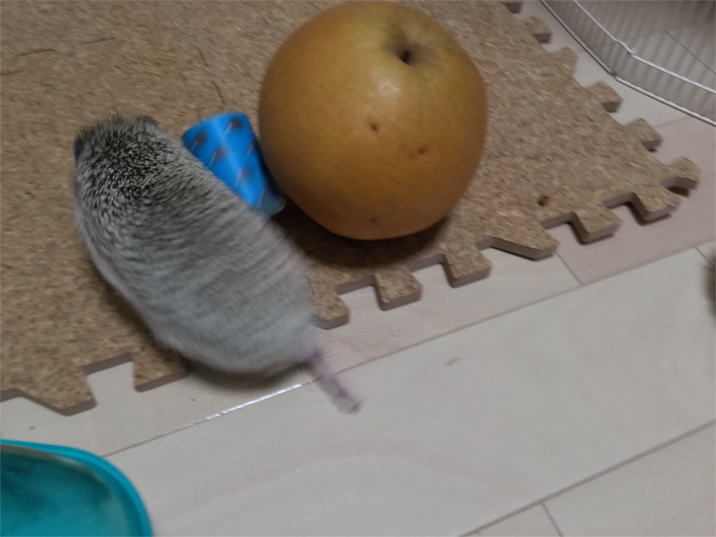 f:id:hedgehog_chacha:20160119175900j:image f:id:hedgehog_chacha:20160119175900j:image