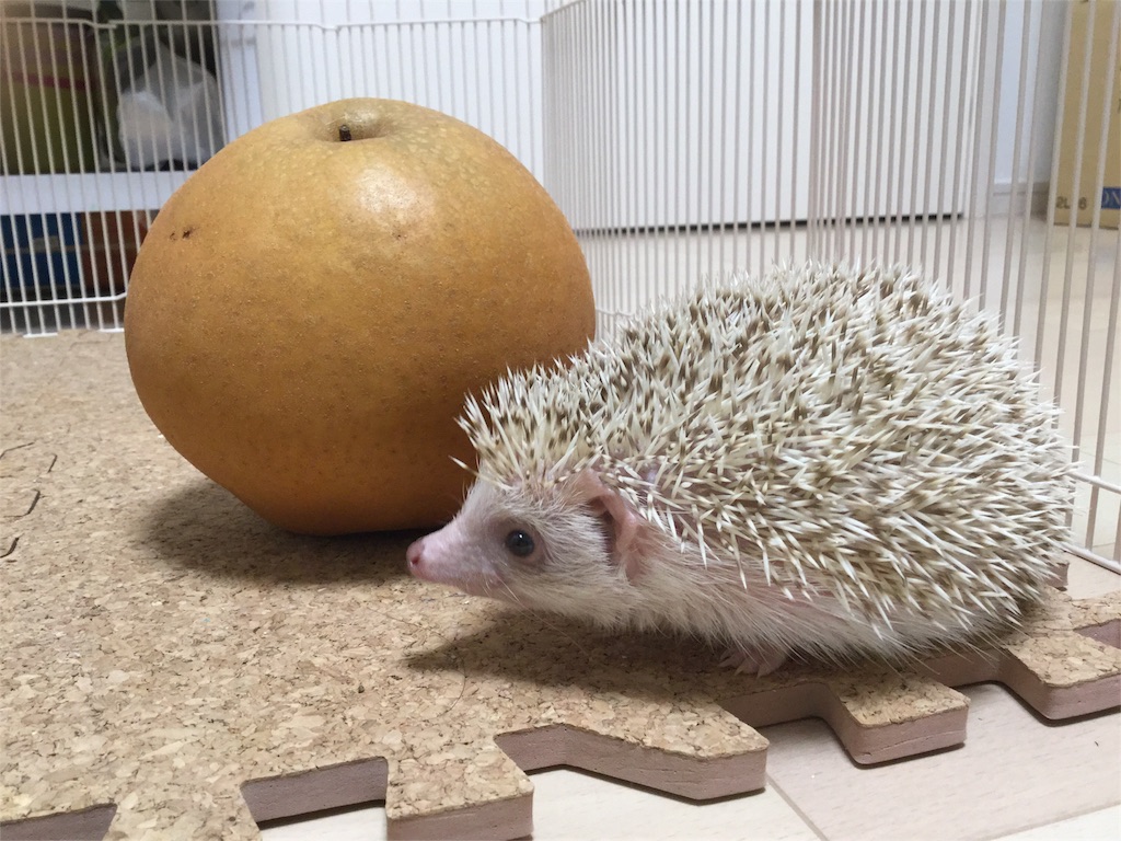 f:id:hedgehog_chacha:20160119175936j:image f:id:hedgehog_chacha:20160119175936j:image