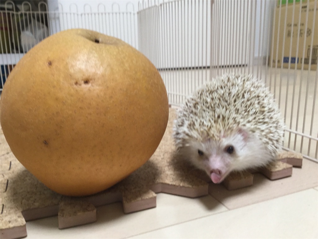f:id:hedgehog_chacha:20160119180158j:image f:id:hedgehog_chacha:20160119180158j:image