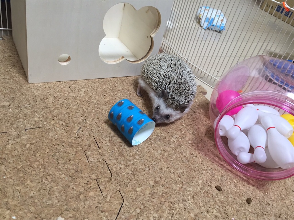 f:id:hedgehog_chacha:20160120213559j:image f:id:hedgehog_chacha:20160120213559j:image